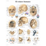 Láminas de anatomía